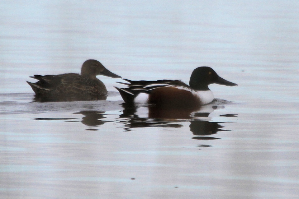 Northern Shoveler (Anas clypeata)